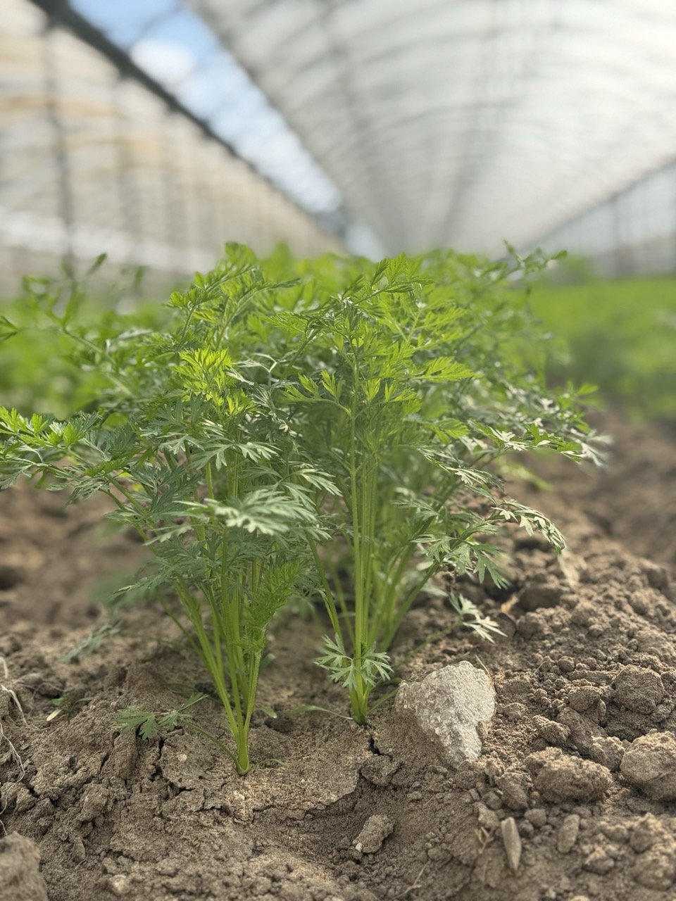 Carote di Primavera: Fresche e Croccanti per il Mercato Italiano ed Estero