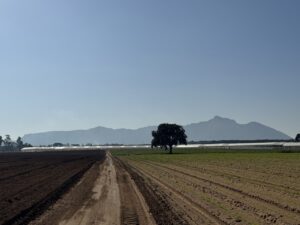 Carote_circeo2 Large