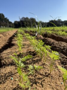 Carote_circeo5 Large