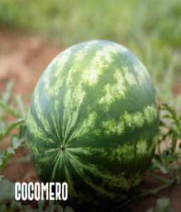 Scopri di più sull'articolo Inizia la Campagna dei Cocomeri: Frutti Dolci e Freschi Pronti per l’Estate