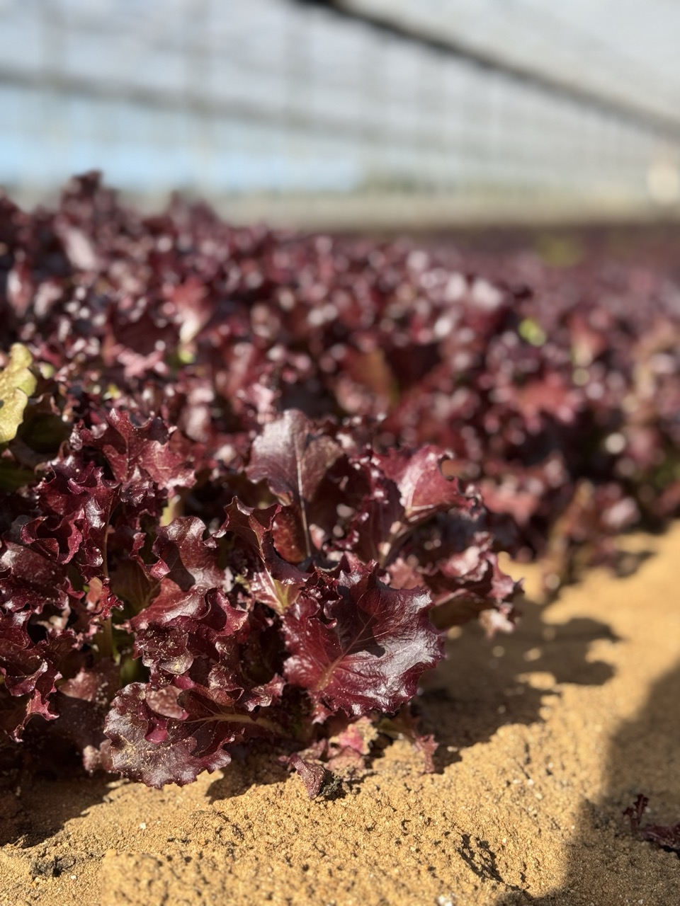 Aumenta la Raccolta della Rucola Bio per il Mercato Estero