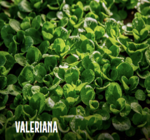 Scopri di più sull'articolo Valeriana Bio di Alta Qualità: Inizia la Raccolta per le Insalate Invernali