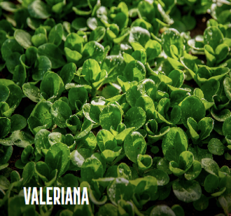 Valeriana Bio di Alta Qualità: Inizia la Raccolta per le Insalate Invernali